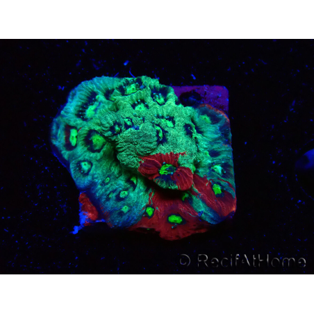 WYSIWYG Favites pentagona Warcoral 22I4