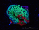 WYSIWYG Favites pentagona Warcoral 22I4