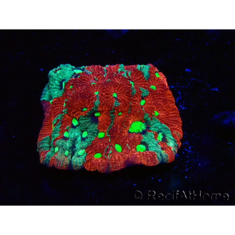 WYSIWYG Favites pentagona Warcoral 12L5