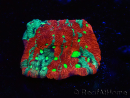 WYSIWYG Favites pentagona Warcoral 22I5