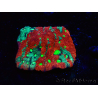 WYSIWYG Favites pentagona Warcoral 12L5