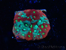 WYSIWYG Favites pentagona Warcoral 22I1