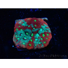 WYSIWYG Favites pentagona Warcoral 22I1