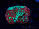 WYSIWYG Favites pentagona Warcoral 22I2