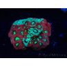 WYSIWYG Favites pentagona Warcoral 22I2