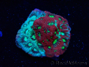 WYSIWYG Favites pentagona Warcoral 22I3