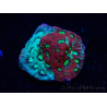 WYSIWYG Favites pentagona Warcoral 12L3