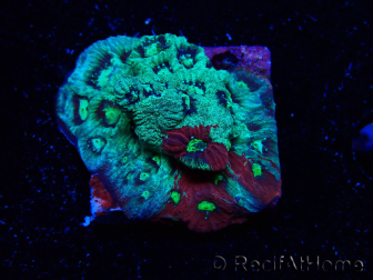 WYSIWYG Favites pentagona Warcoral 22I4