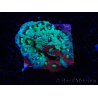 WYSIWYG Favites pentagona Warcoral 12L4