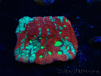 WYSIWYG Favites pentagona Warcoral 12L5