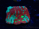 WYSIWYG Favites pentagona Warcoral 12L5