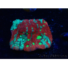 WYSIWYG Favites pentagona Warcoral 22I5