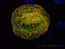 WYSIWYG - WWC Echinophyllia Stellaria 21E
