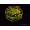 WYSIWYG - WWC Echinophyllia Stellaria 21E