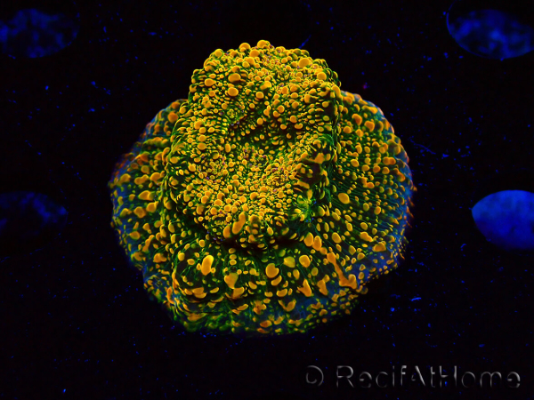 WYSIWYG - WWC Echinophyllia Stellaria 21E