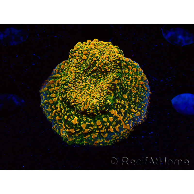  WYSIWYG - WWC Echinophyllia Stellaria 21E2