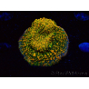 WYSIWYG - WWC Echinophyllia Stellaria 21E