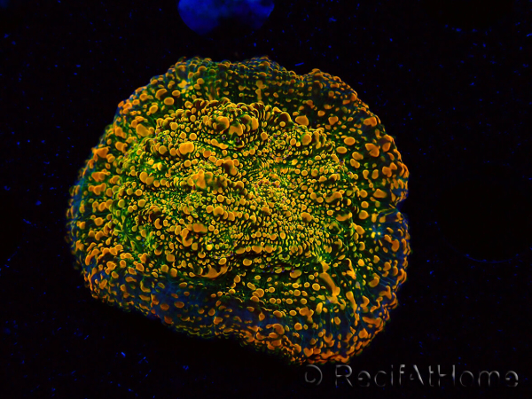  WYSIWYG - WWC Echinophyllia Stellaria 21E3