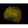 WYSIWYG - WWC Echinophyllia Stellaria 21E