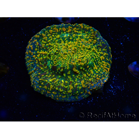  WYSIWYG - WWC Echinophyllia Stellaria 21E1