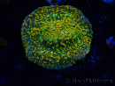 WYSIWYG - WWC Echinophyllia Stellaria 21E