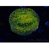 WYSIWYG - WWC Echinophyllia Stellaria 21E