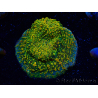  WYSIWYG - WWC Echinophyllia Stellaria 21E2