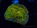 WYSIWYG - WWC Echinophyllia Stellaria 21E