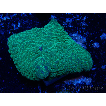 WYSIWYG - Platyzoanthus mussoides 13S4