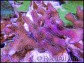 Stylophora Pistillata Framboise S