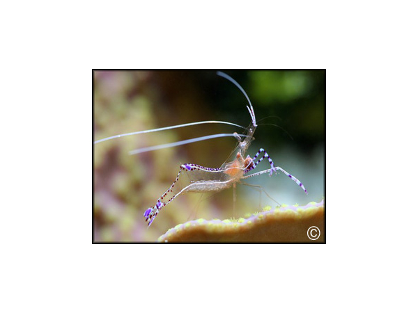 Periclimenes pedersoni