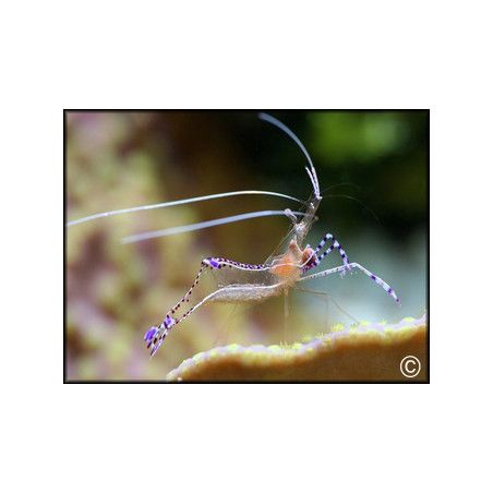 Periclimenes pedersoni