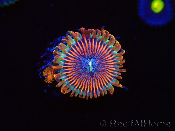 WYSIWYG - Zoanthus Happy People Eater 40G6