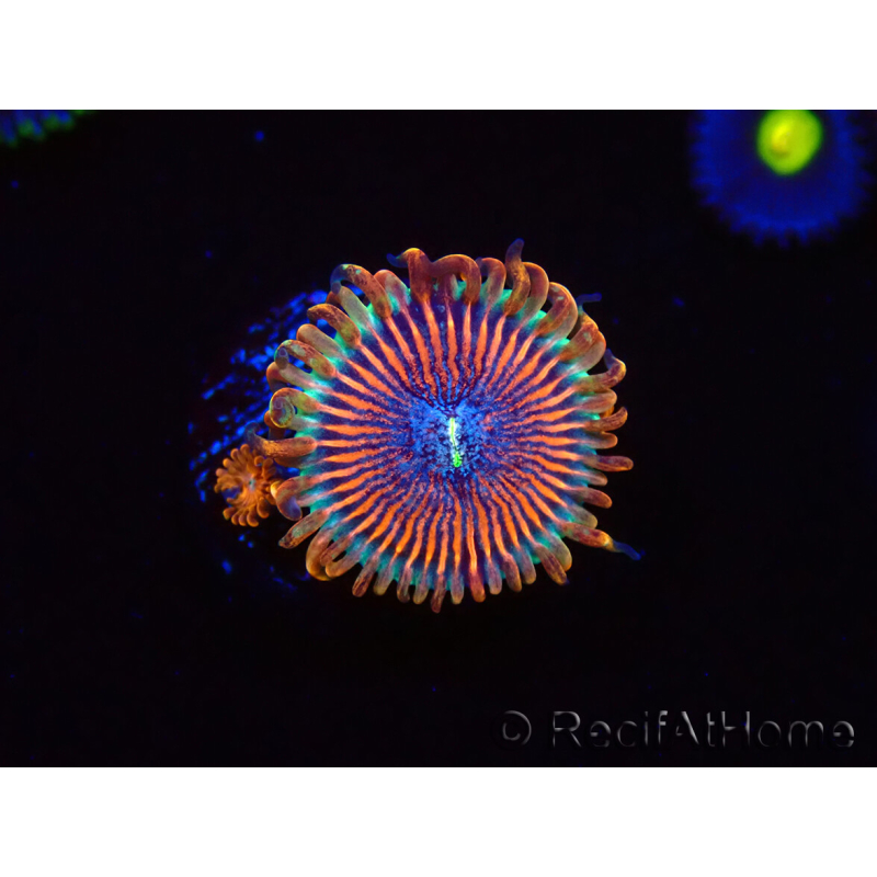 WYSIWYG - Zoanthus Happy People Eater 40G6