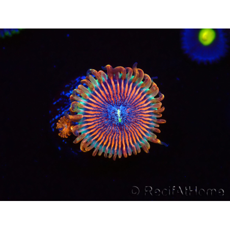 WYSIWYG - Zoanthus Happy People Eater 40G6