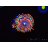 WYSIWYG - Zoanthus Happy People Eater 40G6