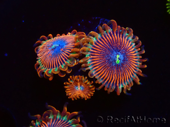 WYSIWYG - Zoanthus Happy People Eater 40G7