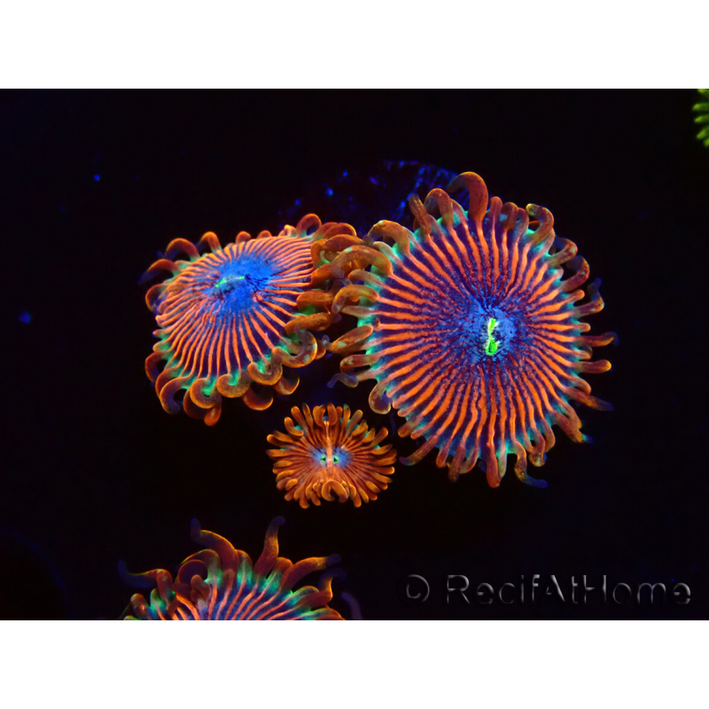 WYSIWYG - Zoanthus Happy People Eater 40G7