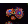 WYSIWYG - Zoanthus Happy People Eater 40G7