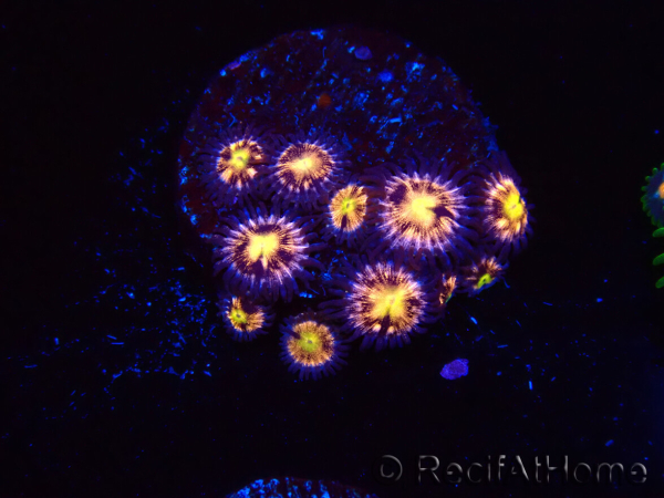 WYSIWYG - RAH Zoanthus Implosion 40J