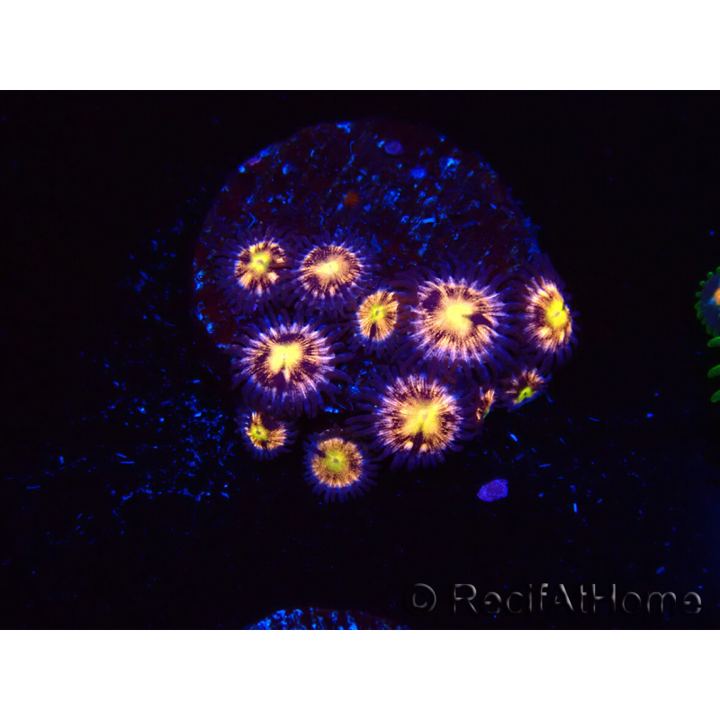 WYSIWYG - RAH Zoanthus Implosion 40J