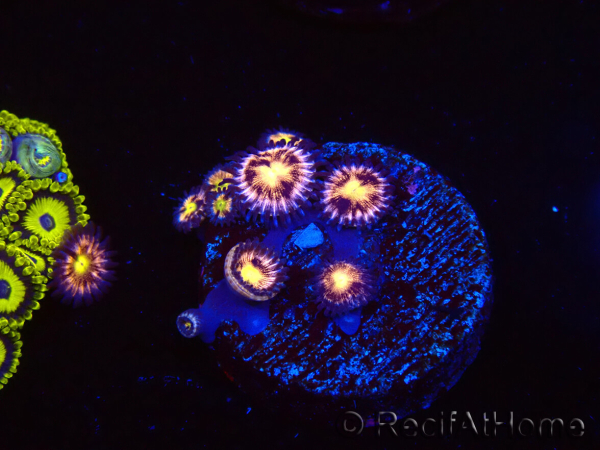 WYSIWYG - RAH Zoanthus Implosion 40J