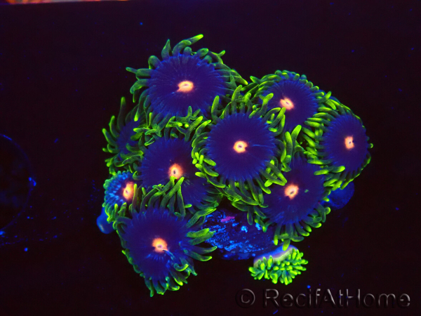 WYSIWYG - Zoanthus Eyes Of Rah 40P1