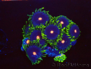 WYSIWYG - Zoanthus Eyes Of Rah