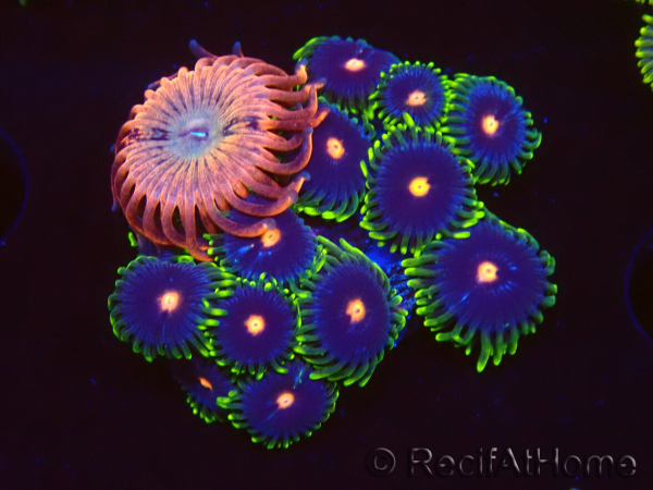 WYSIWYG - Zoanthus Eyes Of Rah
