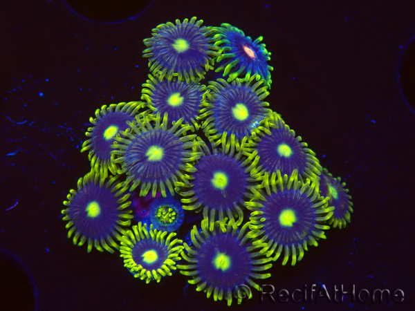 WYSIWYG - Zoanthus Blue Daisy