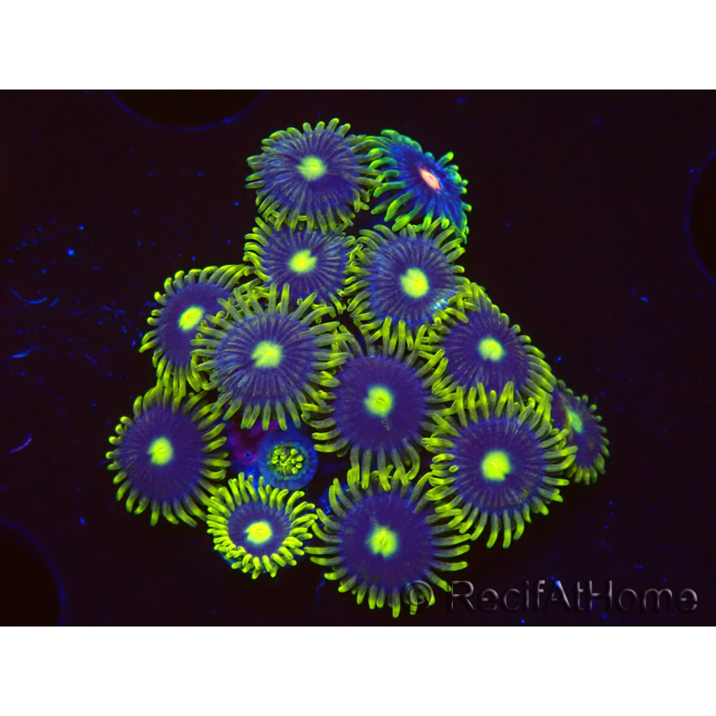 WYSIWYG - Zoanthus Blue Daisy