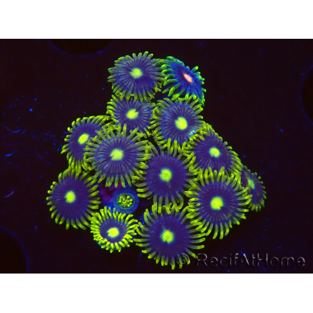 WYSIWYG - Zoanthus Blue Daisy