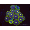 WYSIWYG - Zoanthus Blue Daisy 40P7