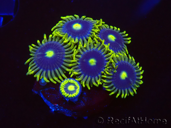 WYSIWYG - Zoanthus Blue Daisy